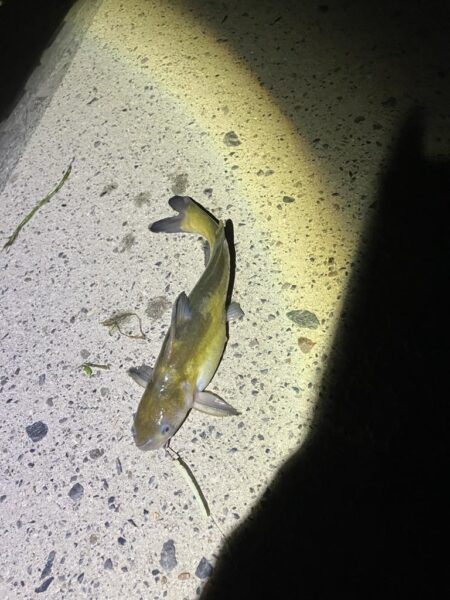 ある意味期待通り