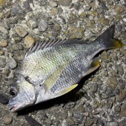 短時間釣行
