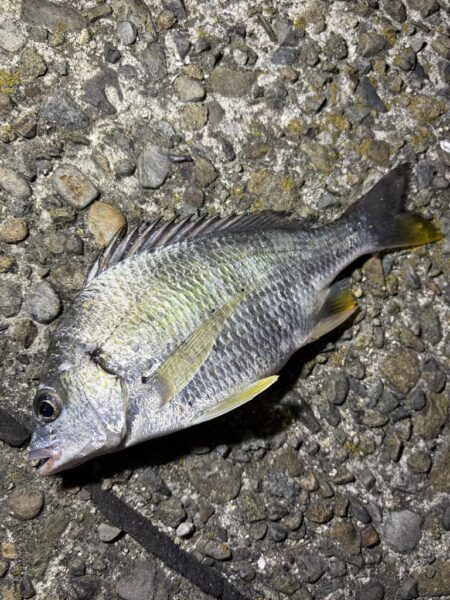 短時間釣行