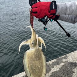 夫婦でエギング！！