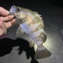 初夏のメバル