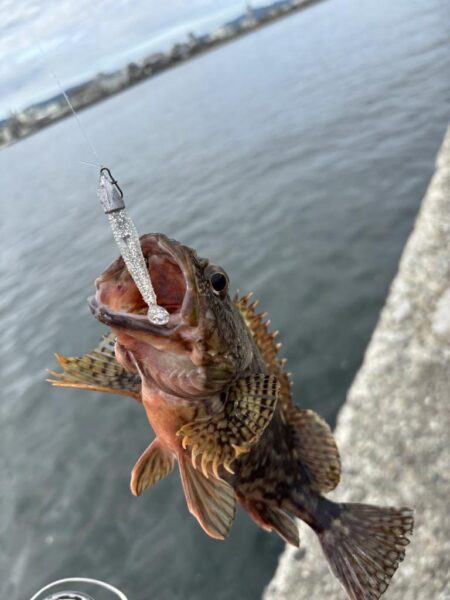 アコウ