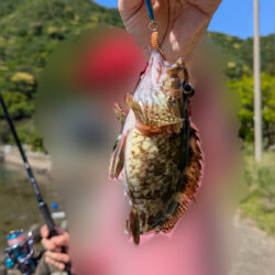 カサゴ釣り