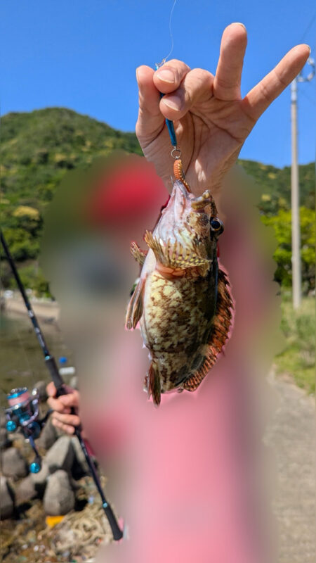 カサゴ釣り