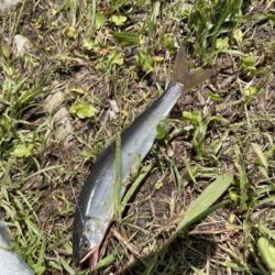 小鮎釣り