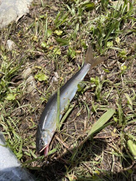 小鮎釣り