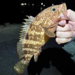 春アオリ&早キス探しin福井県