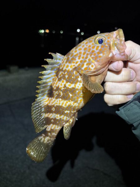 春アオリ&早キス探しin福井県