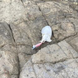 シリヤケのち