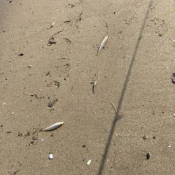 キス投げ釣り