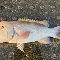 美味しくいただきました