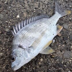 断捨離釣行
