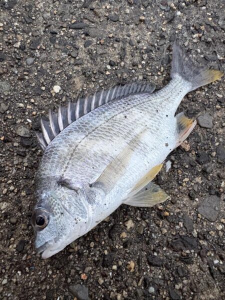 断捨離釣行