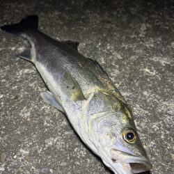 珍しい魚が釣れた