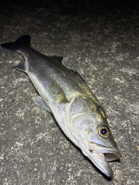 珍しい魚が釣れた