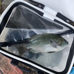 磯フカセ釣り