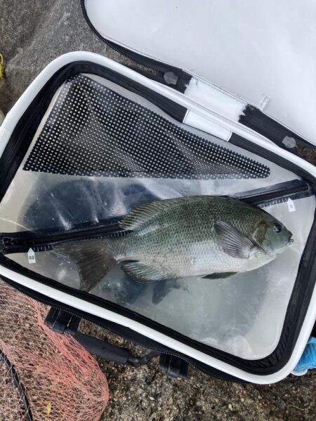 磯フカセ釣り