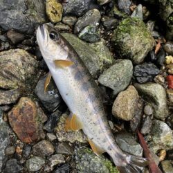 ちょっと本格的な渓流に片足突っ込み