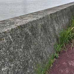 やっと釣れ出しました、タコさん登場です！