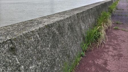 やっと釣れ出しました、タコさん登場です！