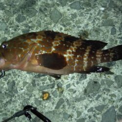 今日は別の魚種を