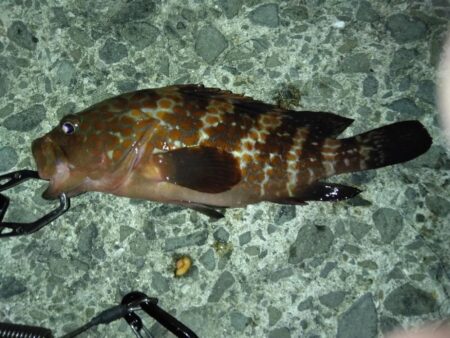 今日は別の魚種を