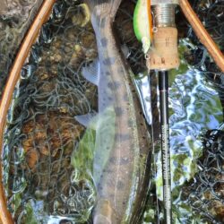 ド渇水やった