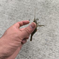 テナガエビの気配