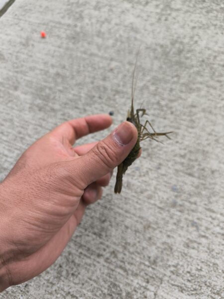 テナガエビの気配