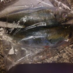 のんびり釣行