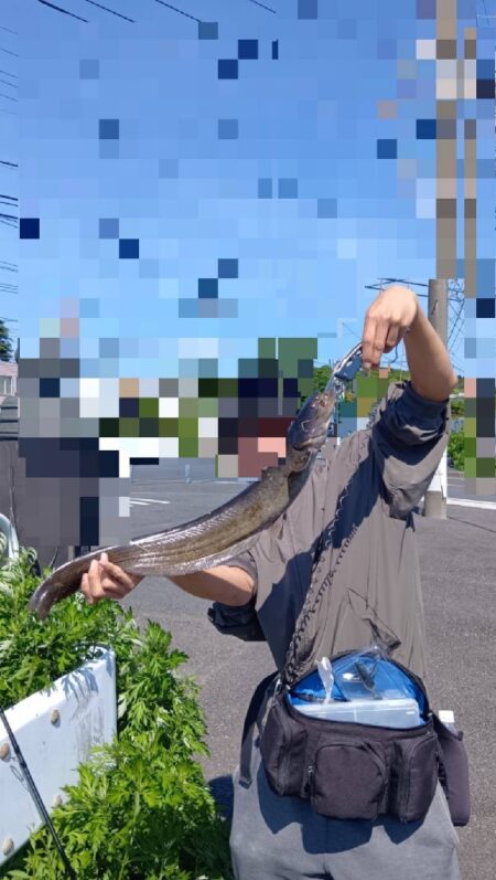 鯰