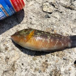アイナメ親釣れた!