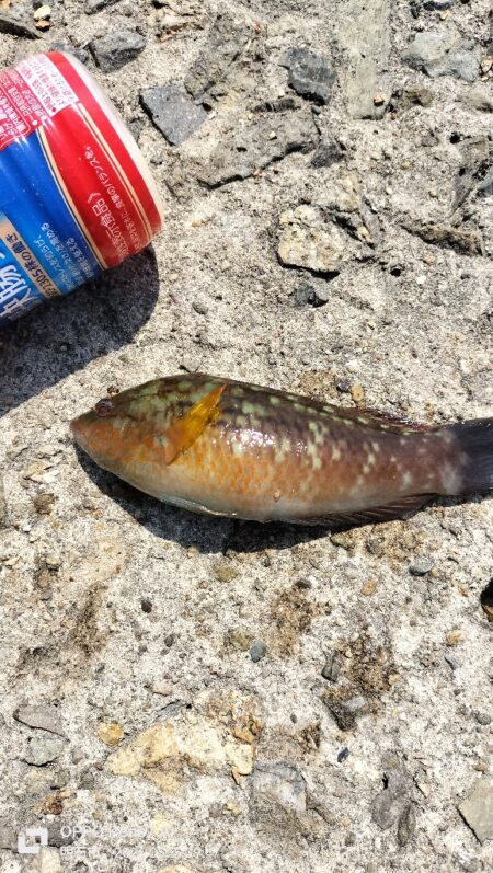 アイナメ親釣れた!