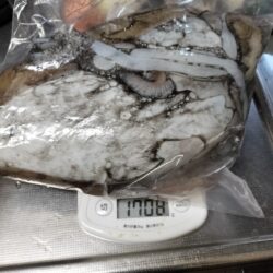 モンゴウイカ