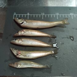 シロギス