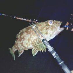 サーフでフロートメバリング🎣
