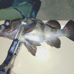 新ポイント再検証🎣