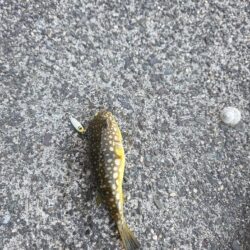 根魚は裏切らない