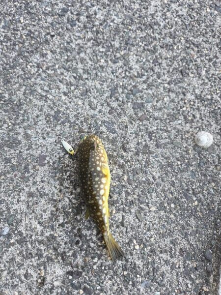 根魚は裏切らない