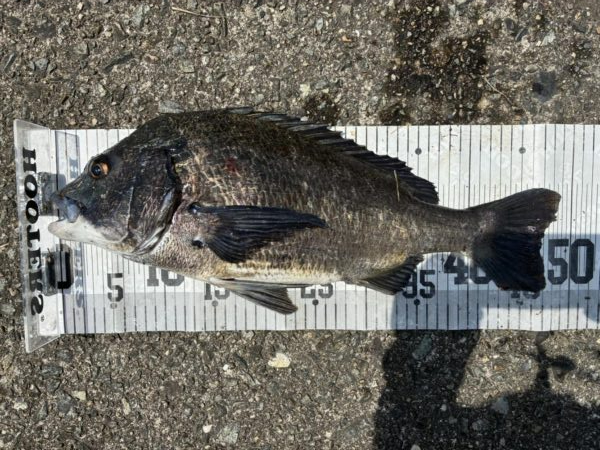 イチノ兄弟、釣果！