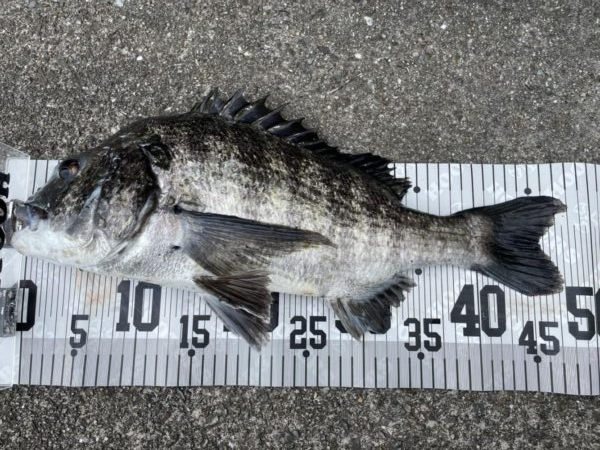 イチノ兄弟、釣果！