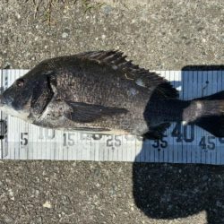 イチノ兄弟、釣果！