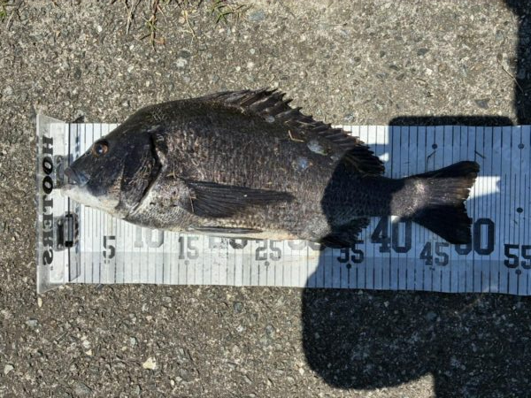 イチノ兄弟、釣果！