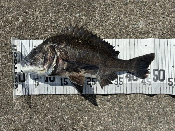 イチノ兄弟、釣果！