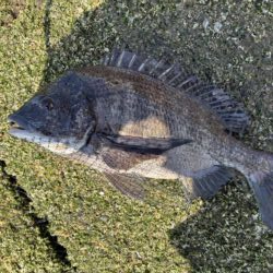 イチノ兄弟、釣果！