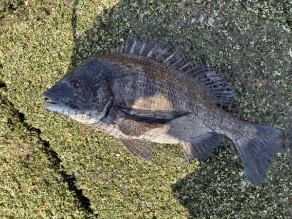 イチノ兄弟、釣果！