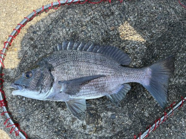 イチノ兄弟、釣果！
