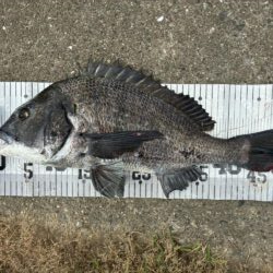 イチノ兄弟、釣果！