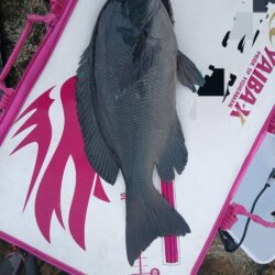 和歌山市江（吉丸渡船）でグレ釣り