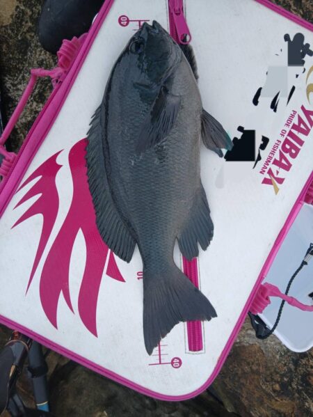 和歌山市江（吉丸渡船）でグレ釣り